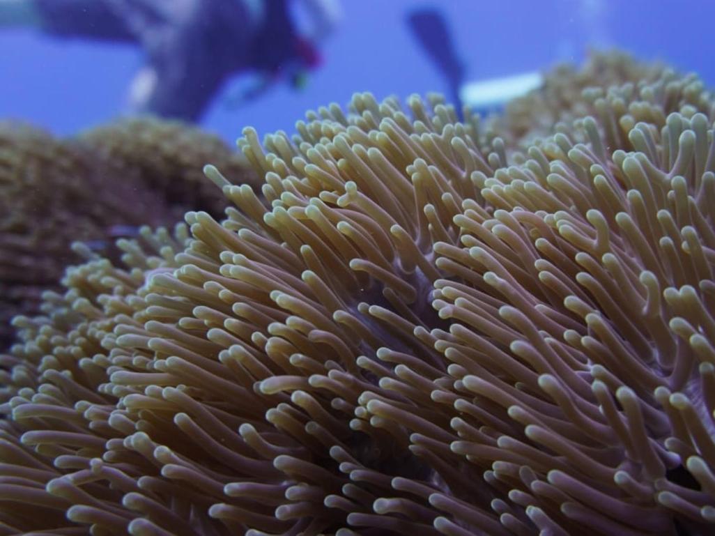 The Sagara Penida Nusa Penida Eksteriør bilde